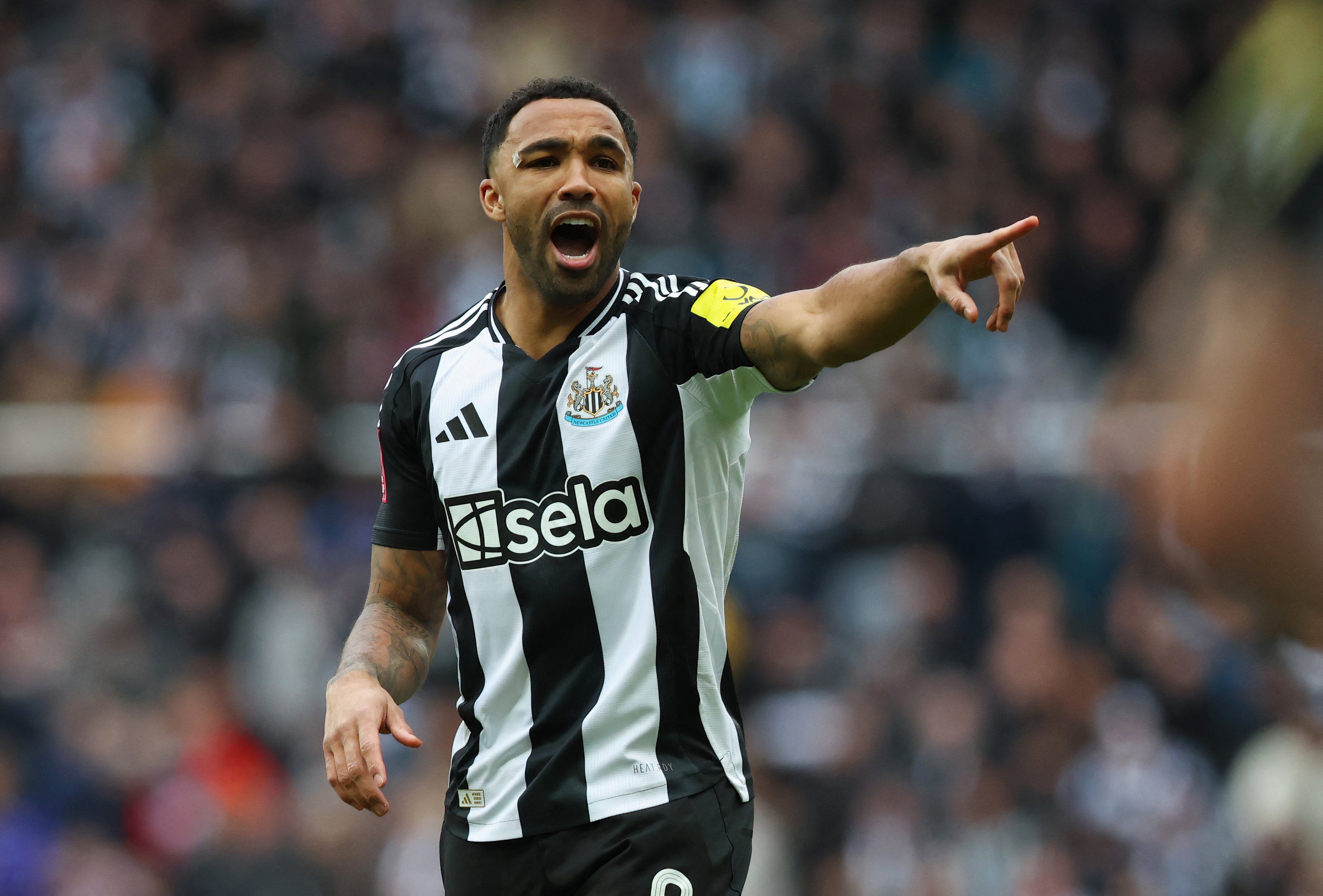 callum wilson newcastle united
